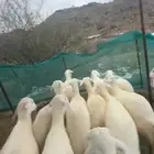 رخال تصلح للمقنى