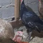 ديك رومي