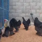براهما