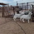 طليان حريات