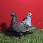 حمام شامي بوز او عمري