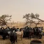 للبيع طليان نعيمي معزا َجفارات