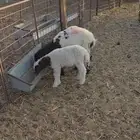 نعيم مواليد