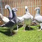 هومر