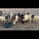 رخال نعيم للبيع