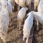 بهم تربيه