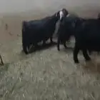 معزا عوارض دفيع