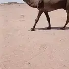 للبيع البعير الادلم الكفو.