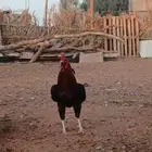 ديك باكستاني على السوم