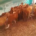 طليان سواكن 16