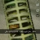 ملكه نحل للبيع جاهزه للانتاج علي سوم