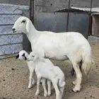 شاه كفو صنف فاخر عليها خروف ورخل مشروطه سنها رباع
