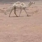للبيع القعود الحيسوني