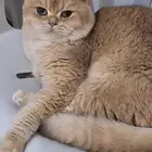 قط شكوتش بريتش للبيع.