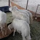 خمسه خرفان ورخلين