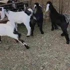 تيوس لباني طيبه