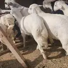 بهم حري العدد عشره اعمارها فوق أربعة شهور أحوالها طيبه فل