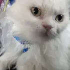 قطه بيضاء شيرازي انثى خاليه من الامراض