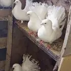حمام هندي للبيع