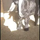لعشاق نوادر الماعز العارضي جفر فاااخر وفرصه للقنايه