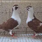 حمام لاهور ايراني