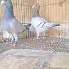 هومر