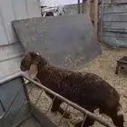 خروف للبيع