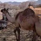 حاشي للبيع