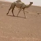 خمس بكار حقايق سنتين ونص ملاوين مقاني
