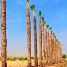 يوجد لدينا جميع انواع النخل العربي والوشنطني ج