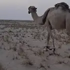 بعير فحل عمره شاق ناب
