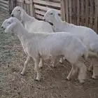 رخال صنف مقنى للبيع