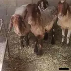 اربع شياه نعيم ضعاف علف