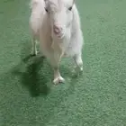 تيس ماعز قزم