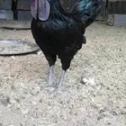 ما شاء الله ديك ودجاج إندونيسيا للبيع على السوم احجم