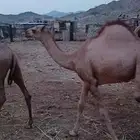 قعدان للبيع