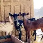 جفار مشرووطه ومعزوله