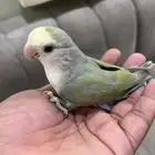 عصفور روز أليف للبيع