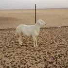 خروف حري ثني