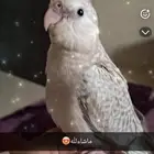 كوكو مفقود بضاحيه