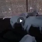 5 خرفان كفو