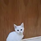 قطط للتبني بعمر 3 شهور