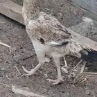 طقم دجاج فارسي