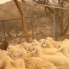 طليان ورخال للبيع