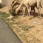 قعدان فل الفل للبيع