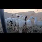 للبيع سواكن السن جذعان مرابي