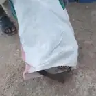 عنب خيش 7 كيلو جملة