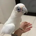 ببغاء كوكاتو جميل