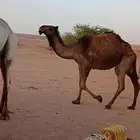 بكره حقه صفراء للبيع