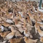 للببع دجاج بلدي باقي شهر يبد بياض العدد 500 حبه